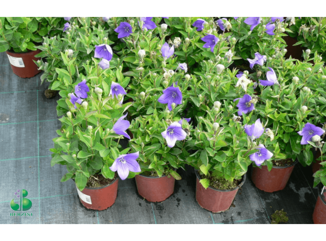 Platycodon grandiflorus   'Astra Blue'